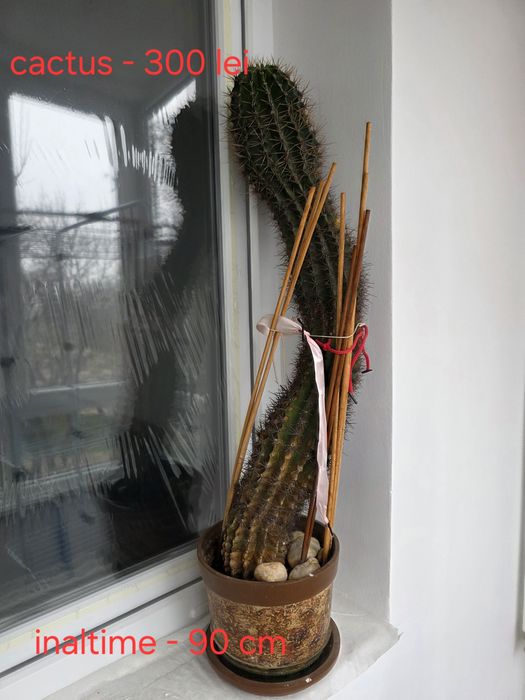 Vand flori de camera