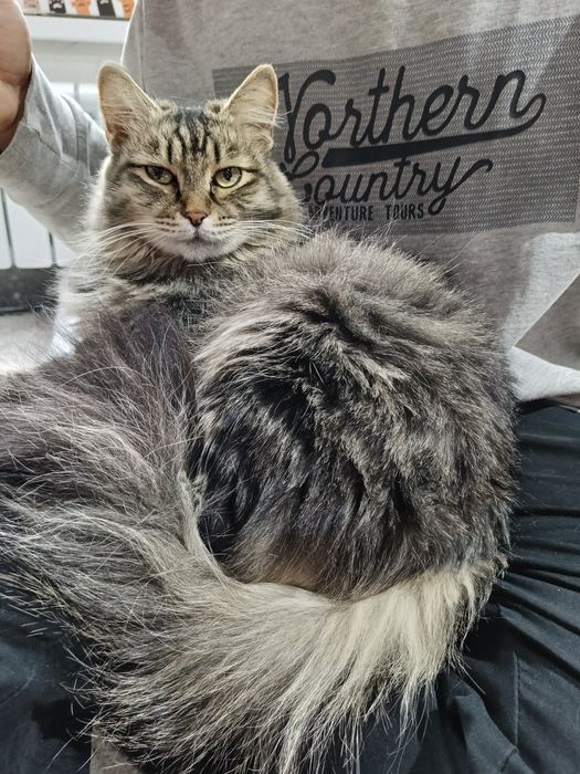 Передержка кошек! КОШКИ НЕ ПРОДАЮТСЯ!