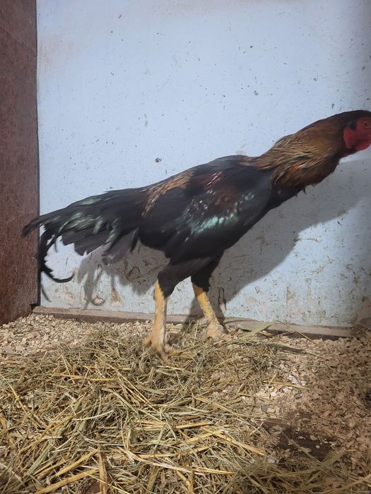 Петух бойцовый. Китаец.