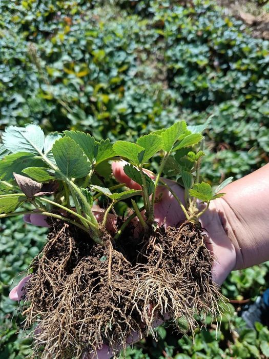 Разсaд Ягоди Априка Алба Сиабела