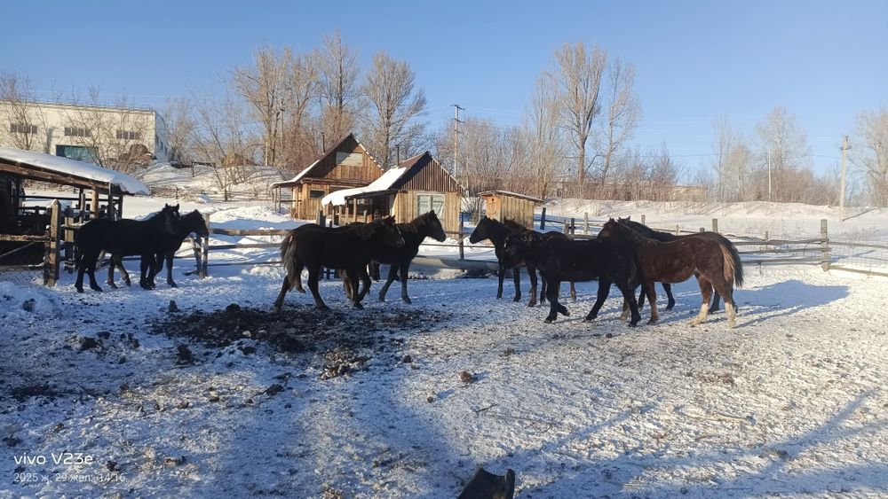 Продам жеребят жирные .