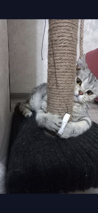 Отдаю кошку в добрые руки