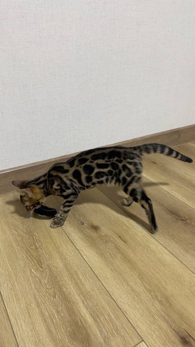 bengal mushuk бенгальский котик