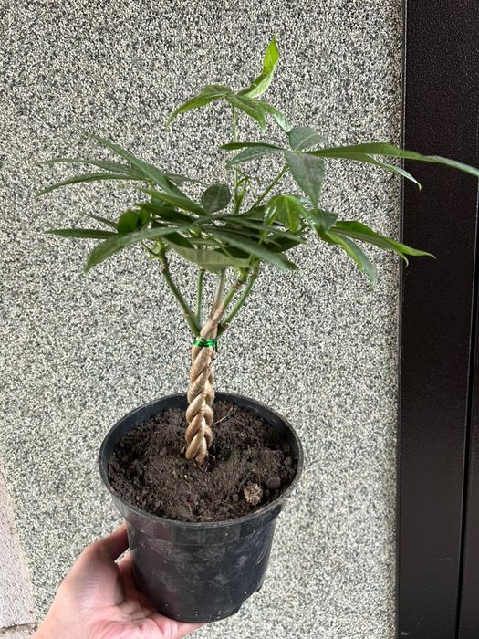 Комнатные  цветы