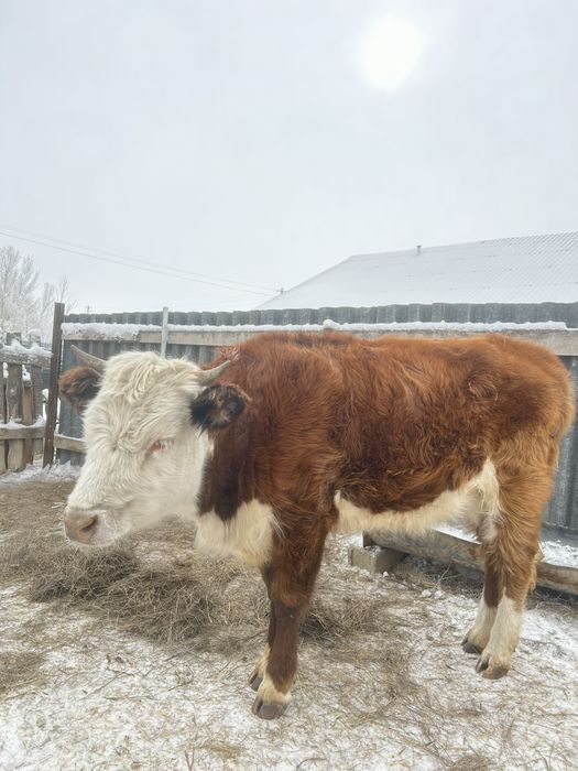 Буаз Тайынша сатылады срочно