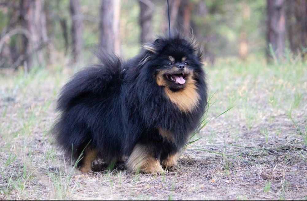 Померанский шпиц