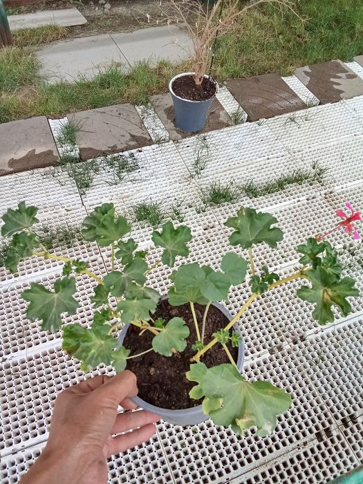 Герань розовый продам