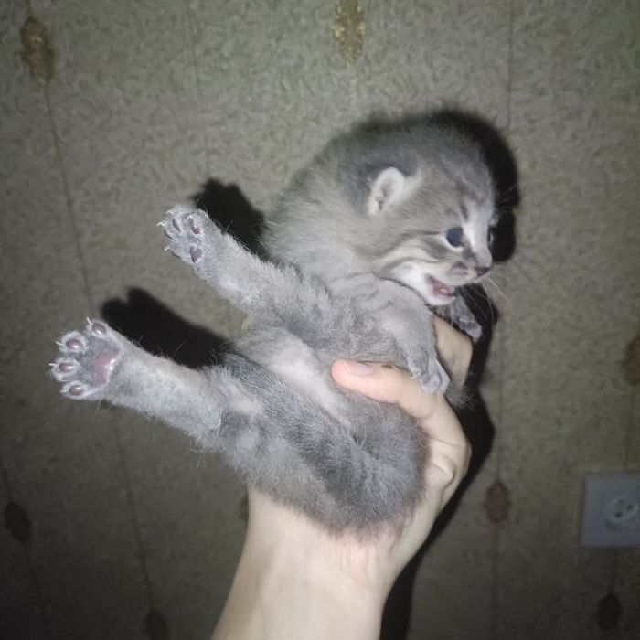 Новорожденные британские котята