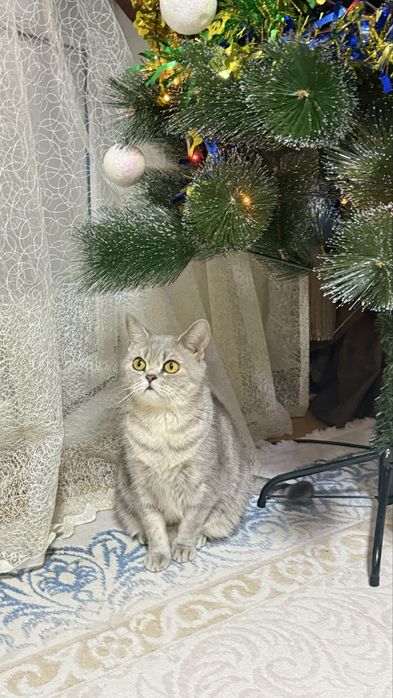 Отдам кошку британская полосатая