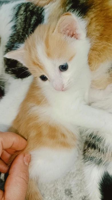 zuq pishakcha aqilli