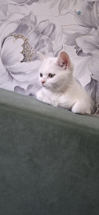 Скоттиш страйт девочка