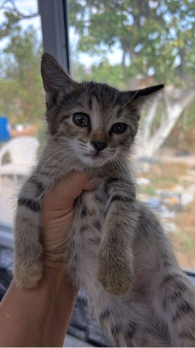 Котята красивые 1,5 месяца