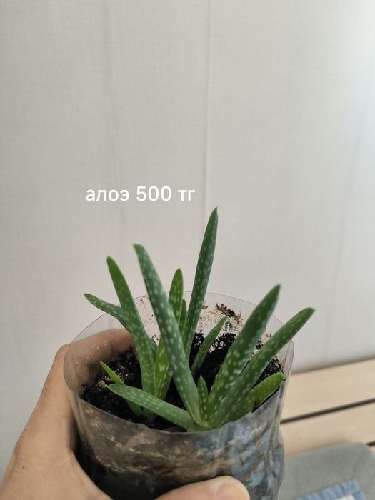 Комнатные растения 500 тг