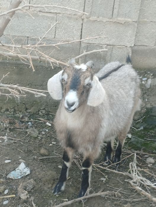 2 - Ешкі сатылады