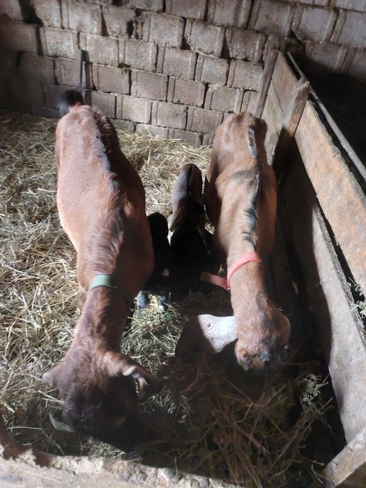 Vând două capre anglonubiene  fătate