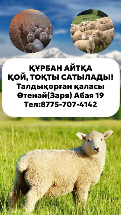 Курбандыкка кой сатылады