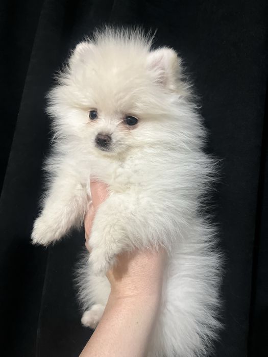 Щеночки щпица мальчики