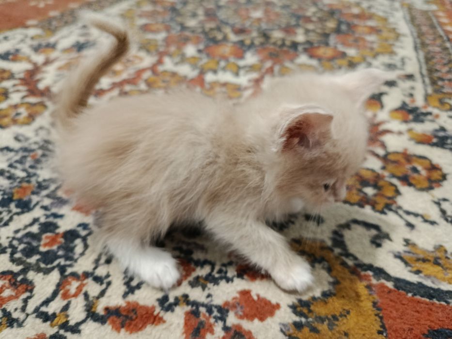 Продам котят (все мальчики)