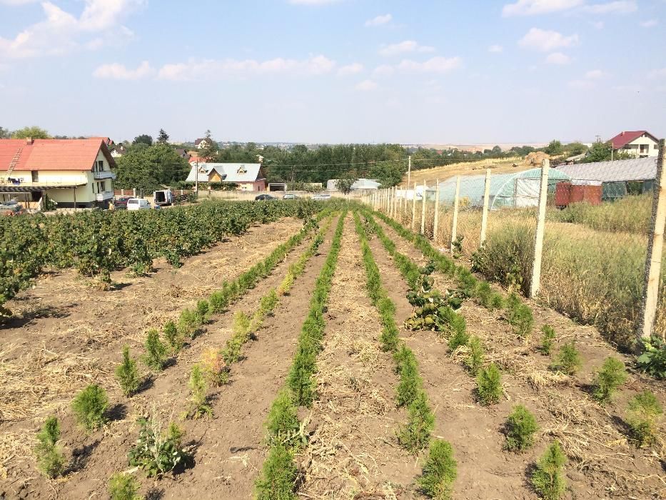 Vand Tuia Smaragd de 40 cm la ghiveci de 9cm