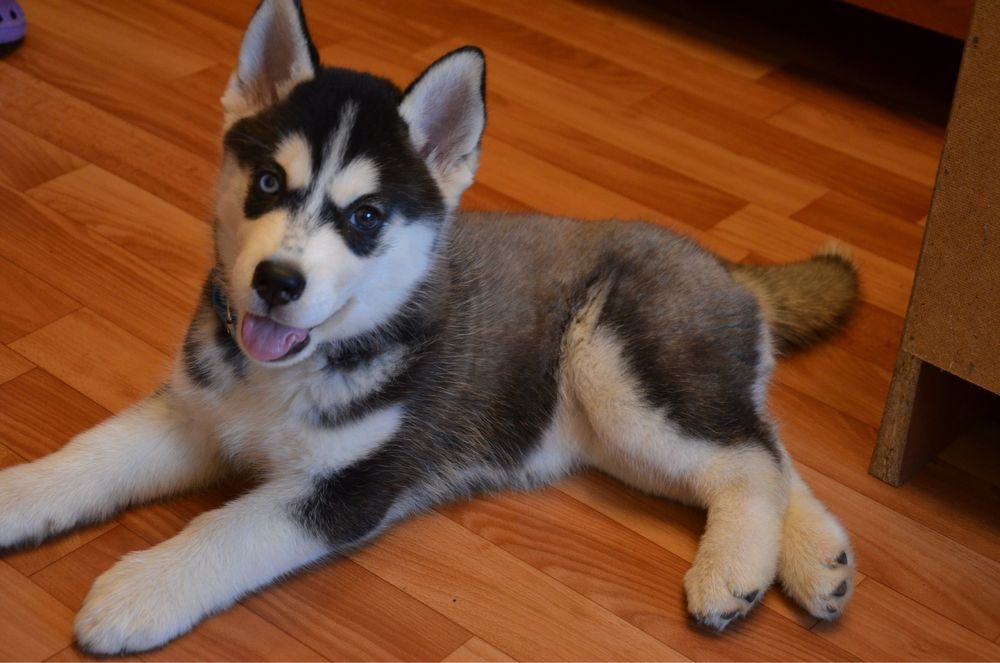 Продоется Хаски 4 месяцев девочка