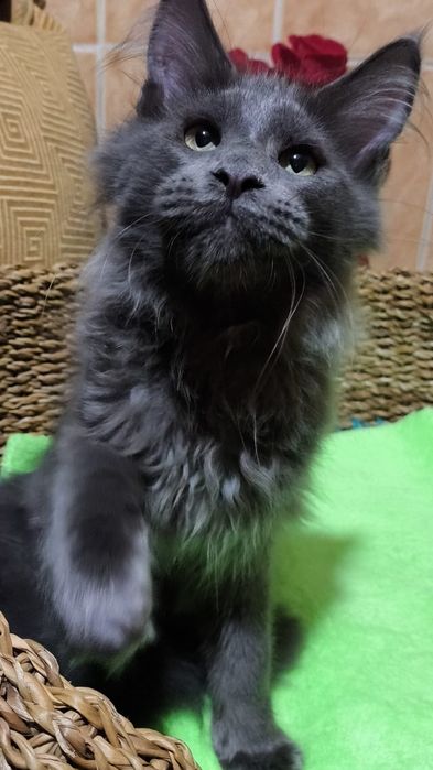 BLUE мейн кун котёнок голубой