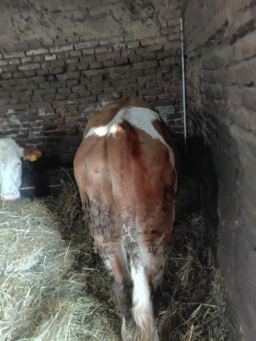 Vând jurinca de 10 luni