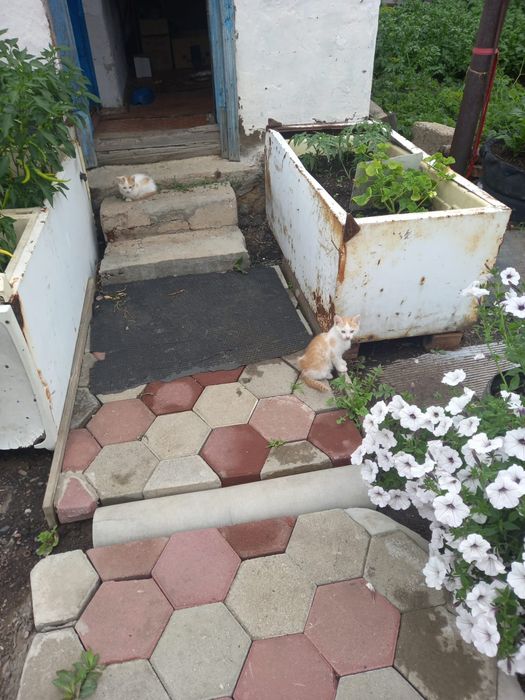 Отдам котят бесплатно мальчики
