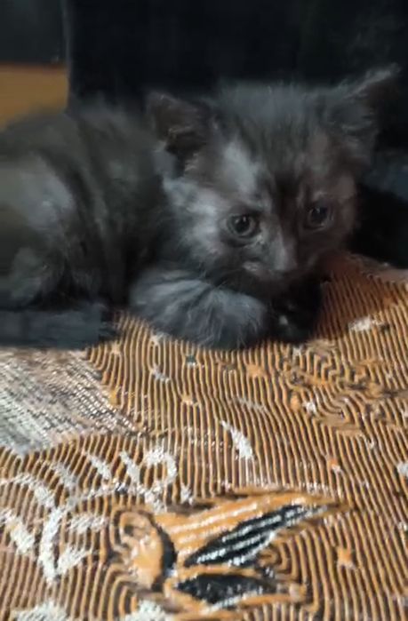 Срочно отдаём котят в добрые руки