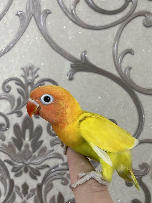 Ruchnoy papugay sotiladi