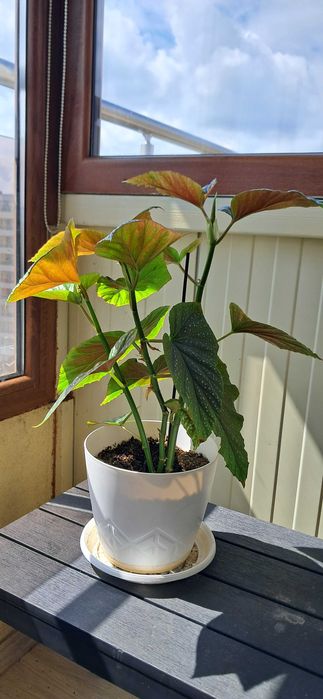 Бегония Кралска, красива