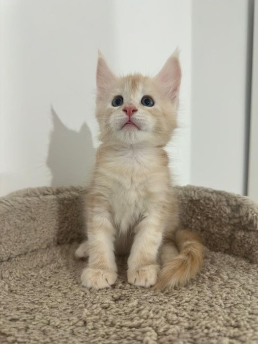 Котята_ питомник_ продажа