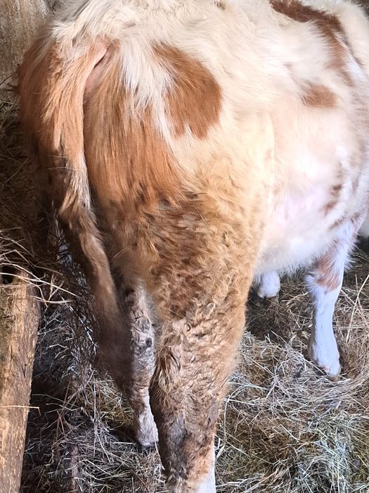 Vând vițel bălțat