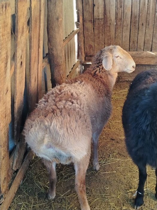 Семіз қошқар сатылады