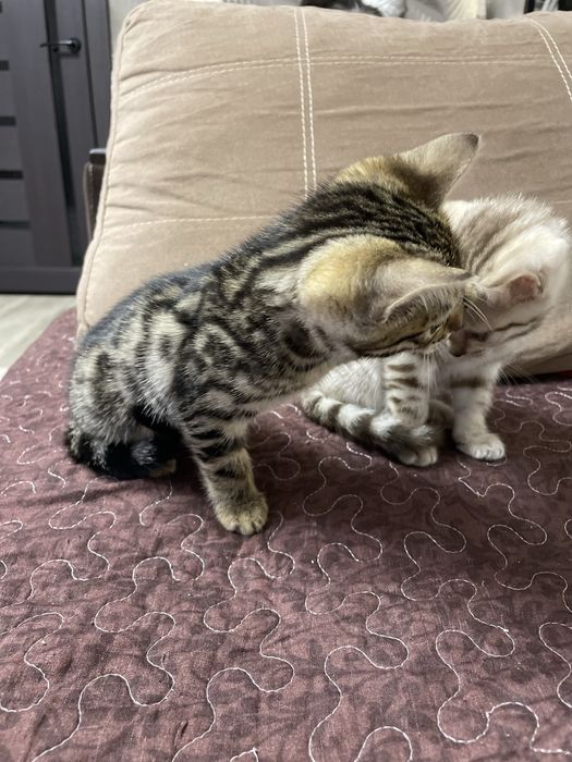 Бенгальские котята