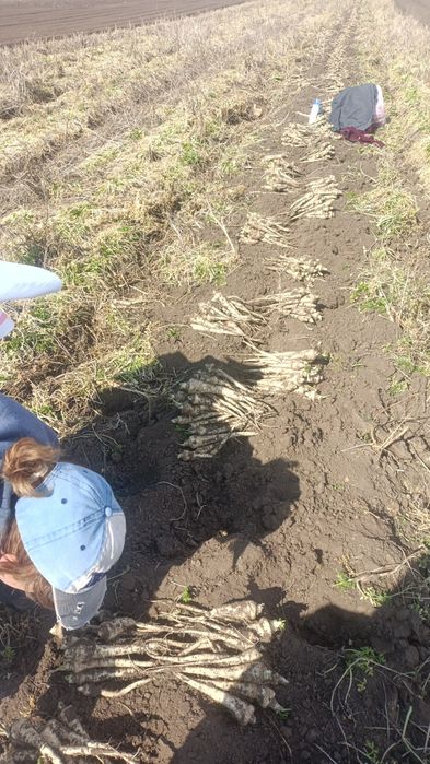 Patrunjel de rădăcină