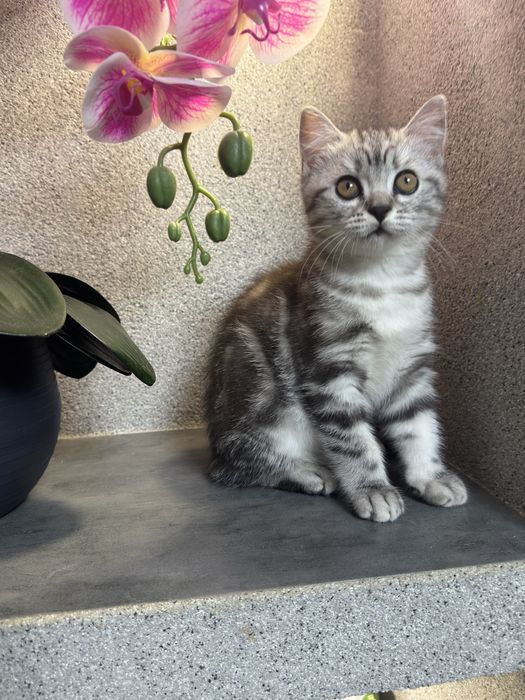 Котенок девочка шотландская