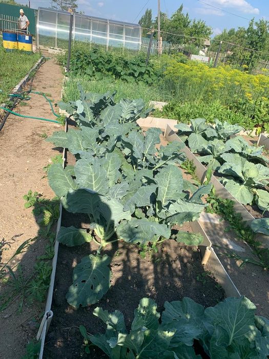 Продам дачу с/т Локомотив.