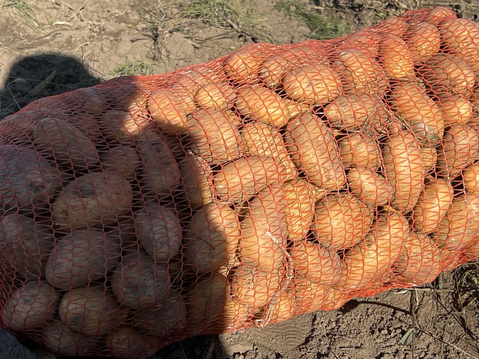 Cartofi mari pentru mancare bio