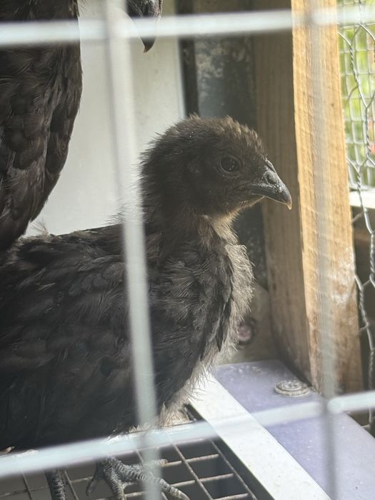 Ayam      Cemani