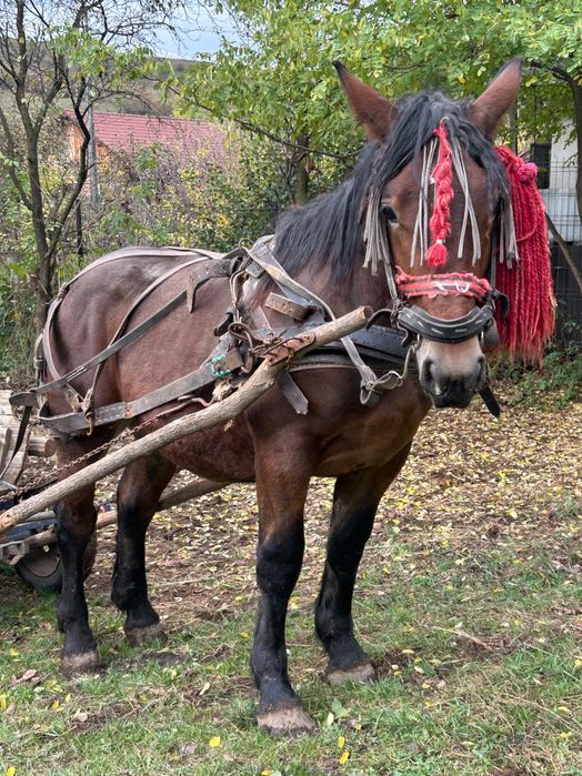 Vând mânz de 2 ani castrat
