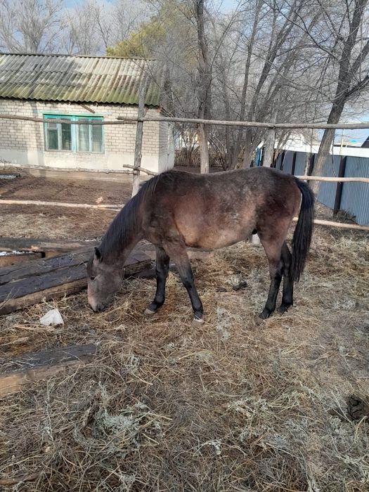 Продам коня полтора года