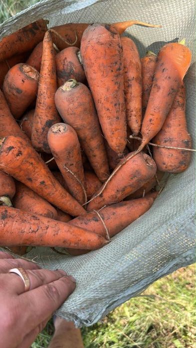 Продам морковь, сорт Абразо.