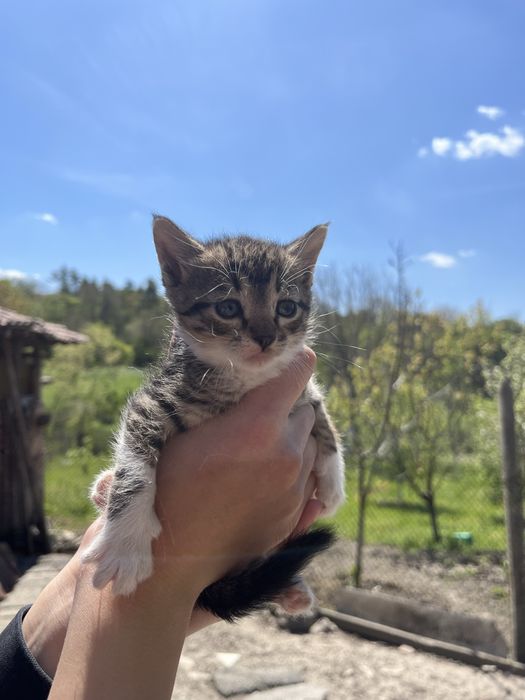 Подарявам котенца