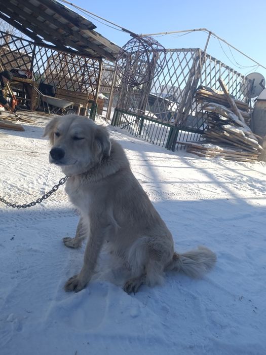 Отдаются щенки последние  2 девочки