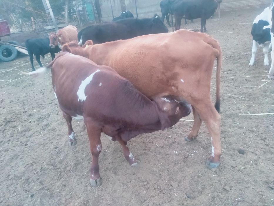 Подсос Бычок сатылады