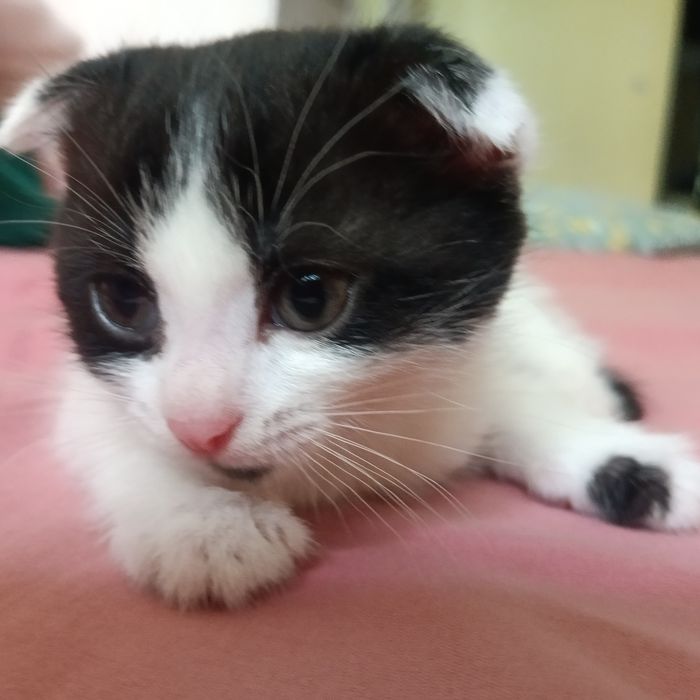 Котята вислоухие