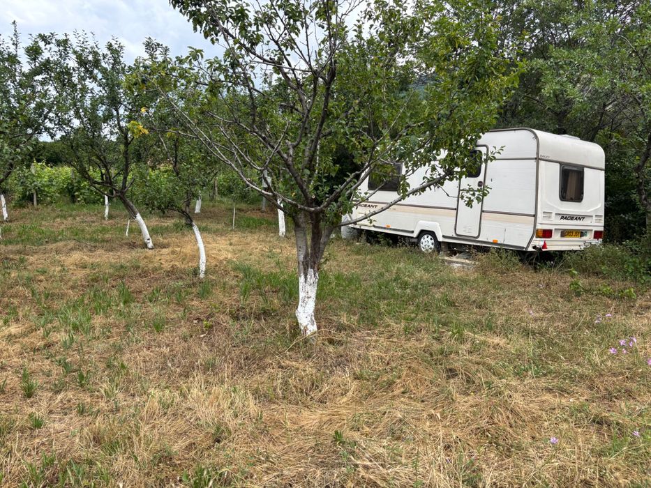 Продавам Лозе с овошки