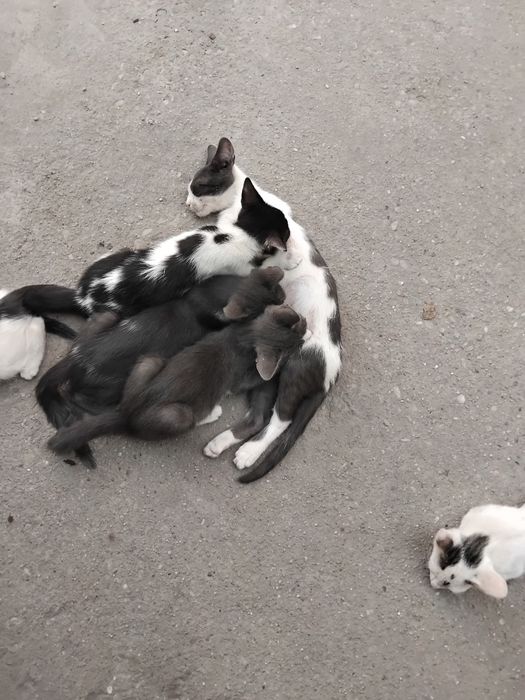 Donez pisici ,albe