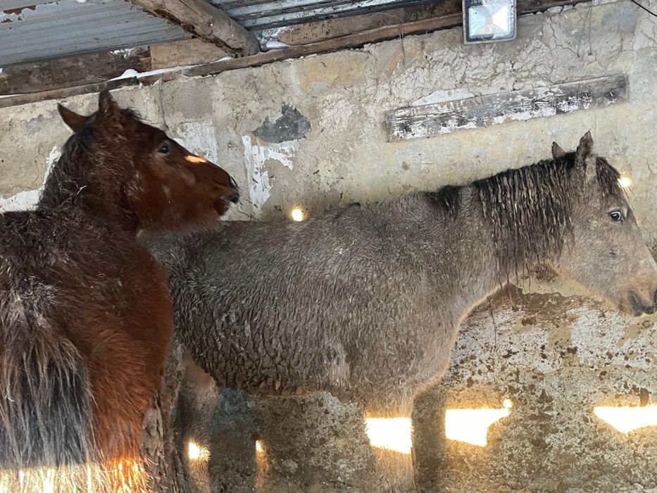 Лошади, жылқы, тай сатылады