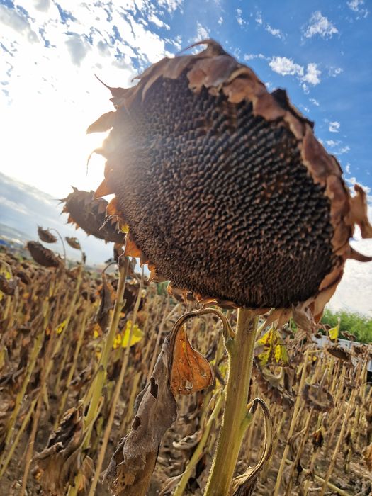 FLOAREA SOARELUI 2025  producție proprie